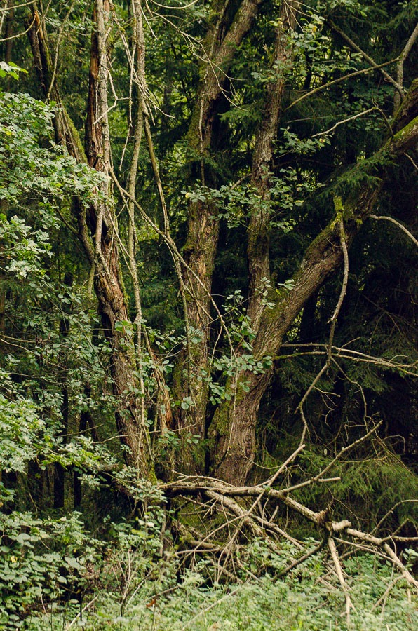 Wald in Staig bei Ulm